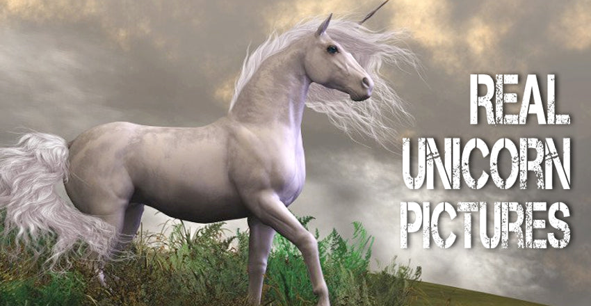 Real Unicorn Pictures: A Visual Collection of Unicorn Through History
